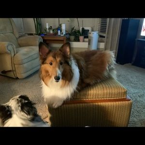 Meet your Posher, Alex